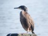 Shag at Westcliff Seafront (Steve Arlow) (43790 bytes)